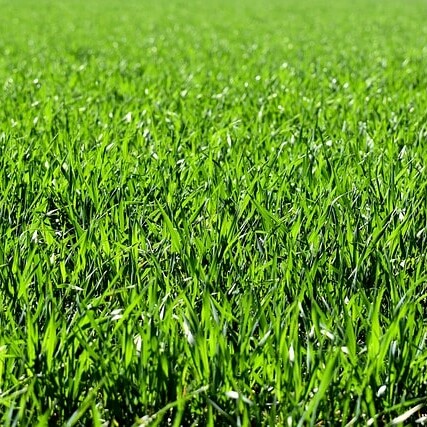 meadow, field, nature