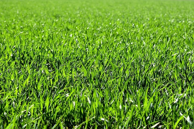 meadow, field, nature